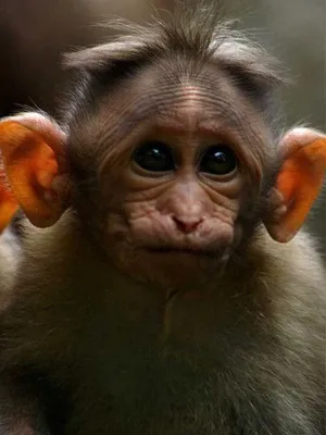 Curious Monkey Face Wallpaper