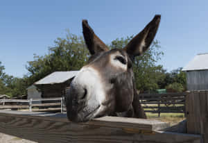 Curious Mule Peering Over Fence Wallpaper