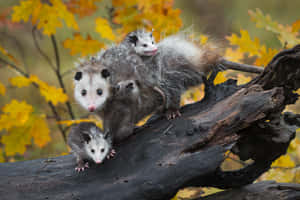 Curious Opossum Exploring At Moonlight Wallpaper