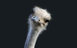 Curious Ostrich Portrait Wallpaper