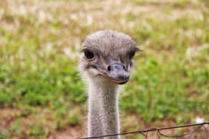 Curious Ostrich Up Close.jpg Wallpaper