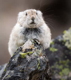 Curious Pika On Rocky Outcrop Wallpaper