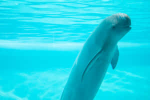 Curious Porpoisein Blue Water.jpg Wallpaper