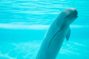 Curious Porpoisein Blue Water.jpg Wallpaper