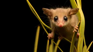 Curious Possumin Nighttime Wallpaper