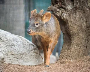 Curious Puduin Habitat.jpg Wallpaper