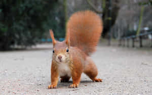 Curious Red Squirrel On Path Wallpaper