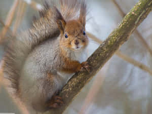 Curious Red Squirrelon Branch.jpg Wallpaper