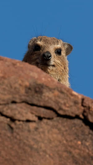 Curious Rock Hyrax Peeking Wallpaper