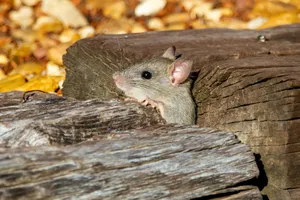 Curious Rodent Peeking From Wooden Logs Wallpaper