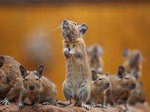 Curious Rodent Standing Tall Wallpaper