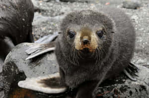 Curious Southern Fur Seal Pup Wallpaper