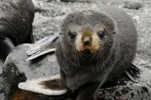 Curious Southern Fur Seal Pup Wallpaper