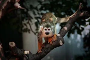 Curious Squirrel Monkeyon Branch.jpg Wallpaper