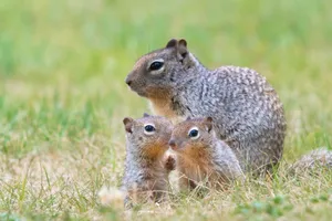 Curious Squirrelsin Grass.jpg Wallpaper