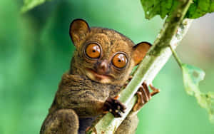 Curious Tarsier Peeking Behind Leaf Wallpaper