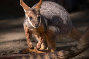 Curious Wallabyin Sunlight Wallpaper