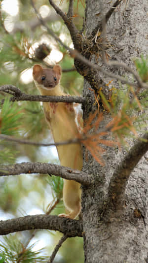 Curious Weaselin Tree Wallpaper