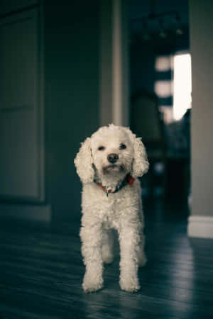 Curious White Dog Indoors.jpg Wallpaper