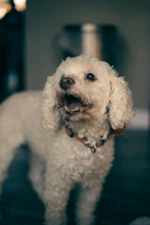 Curious White Shaggy Dog Wallpaper