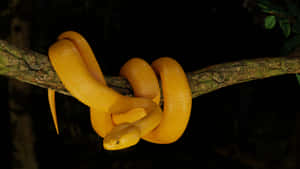 Curious Yellow Snake On A Branch Wallpaper