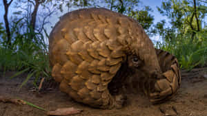 Curled Pangolin Nature Scene Wallpaper