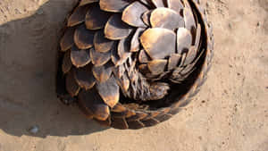 Curled_ Pangolin_on_ Sand.jpg Wallpaper