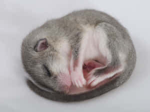 Curled Up Dormouse Resting Wallpaper