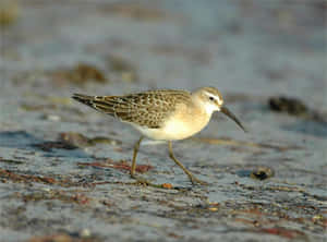 Curlew Foragingon Shoreline.jpg Wallpaper