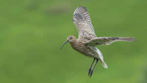 Curlew In Flight Green Background.jpg Wallpaper