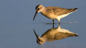 Curlew Reflection Waterside.jpg Wallpaper