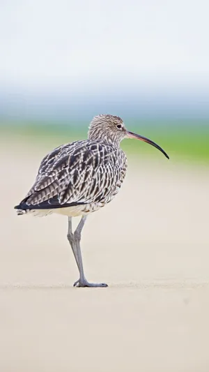 Curlew Standing Alone.jpg Wallpaper
