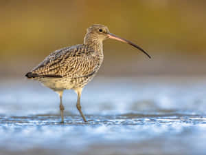 Curlew Standingin Water Wallpaper