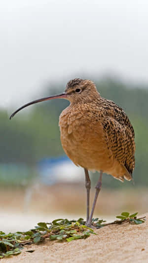 Curlew Standingon Sand Wallpaper