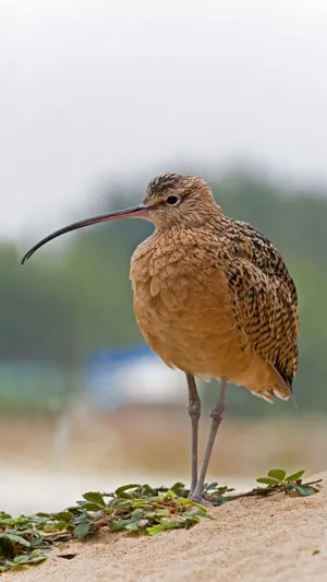 Curlew Standingon Sand Wallpaper