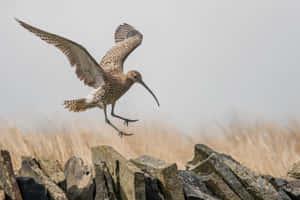 Curlewin Flight Over Stone Wall Wallpaper