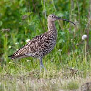 Curlewin Grassland Habitat Wallpaper