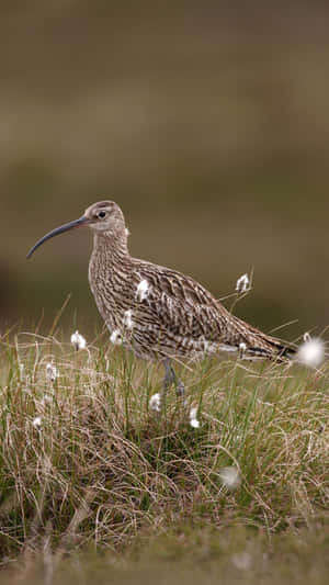 Curlewin Grassland Habitat.jpg Wallpaper