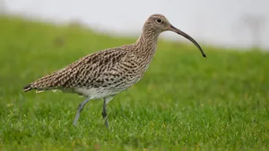 Curlewin Grassland.jpg Wallpaper