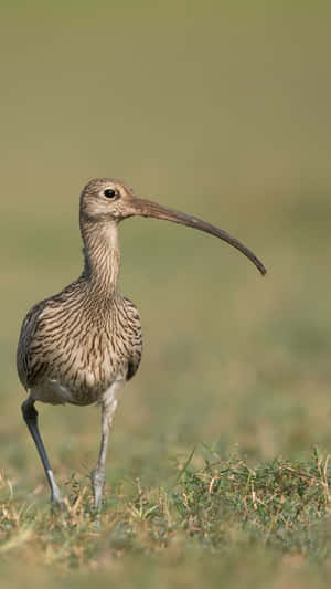 Curlewin Grassland.jpg Wallpaper