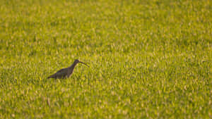 Curlewin Grassy Field Wallpaper