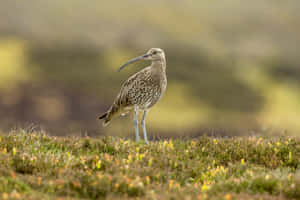 Curlewin Meadow Wildlife Photography Wallpaper