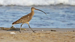 Curlewon Beach Walk Wallpaper