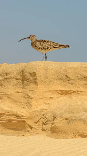 Curlewon Sandy Dune Wallpaper