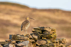 Curlewon Stone Wall Wallpaper