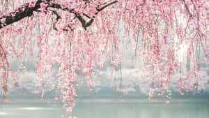 Curtain Cool Japanese Tree Wallpaper