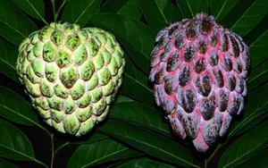 Custard Apples Pale Green And Pink Wallpaper