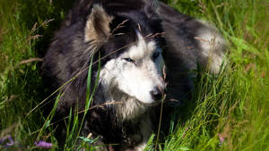 Cute Alaskan Malamute Dog On Grass Wallpaper