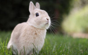 Cute And Cuddly, This Adorable Pink Bunny Will Fill Your Heart With Joy. Wallpaper