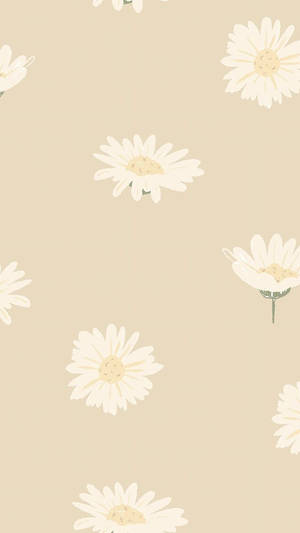 Cute And Minimalist Daisy Iphone Wallpaper